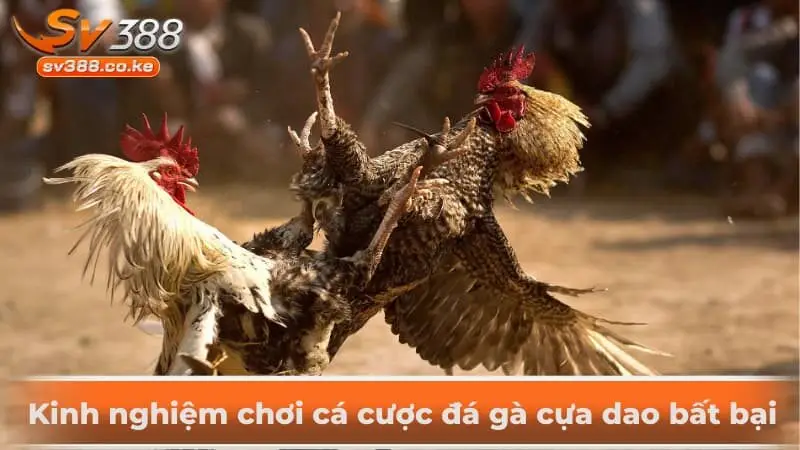 Kinh nghiệm chơi cá cược đá gà cựa dao bất bại 
