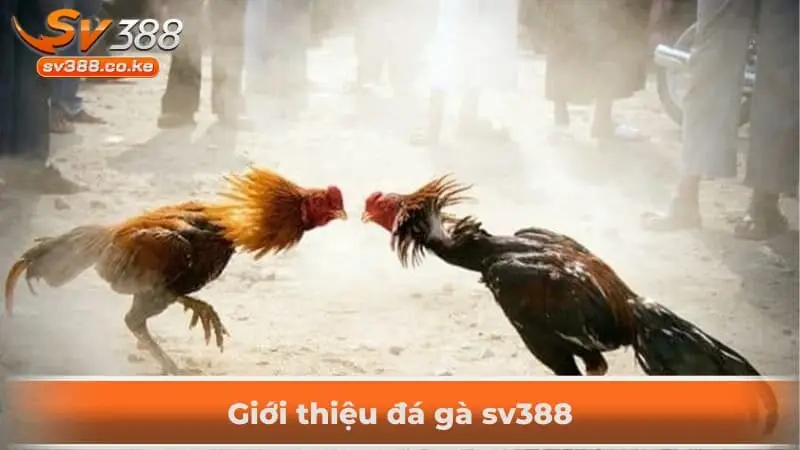 Giới thiệu đá gà sv388